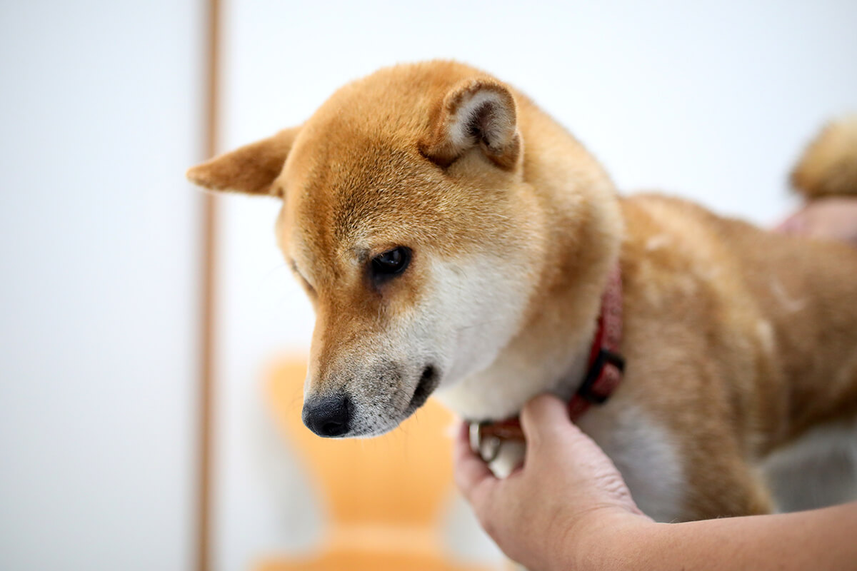 柴犬さん